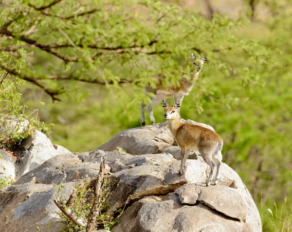 Primer Plano León Cachorros Hasta Árbol Panthera Leo Simba Swaheli —  Fotos de Stock