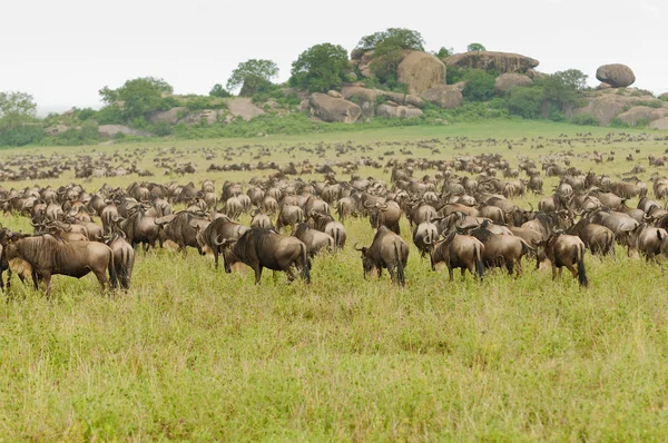 Bir aslan yavrularını ağaca (Panthera leo veya Swaheli 