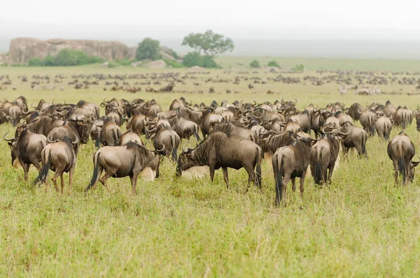 Migrazione Wildebeest Nome Scientifico Connochaetes Taurinus Nyumbu Swaheli Immagine Scattata — Foto Stock