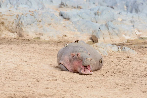 Primo Piano Ippopotamo Nome Scientifico Ippopotamo Anfibio Kiboko Swaheli Nel — Foto Stock