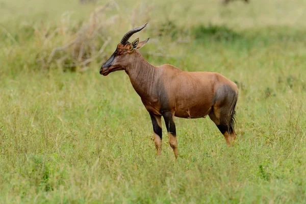 Topi (bilimsel adı: Damaliscus lunatus jimela ya da Swaheli 