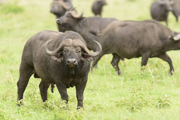 Close Buffalo Nome Científico Syncerus Caffer Nyati Mbogo Swaheli Serengeti — Fotografia de Stock