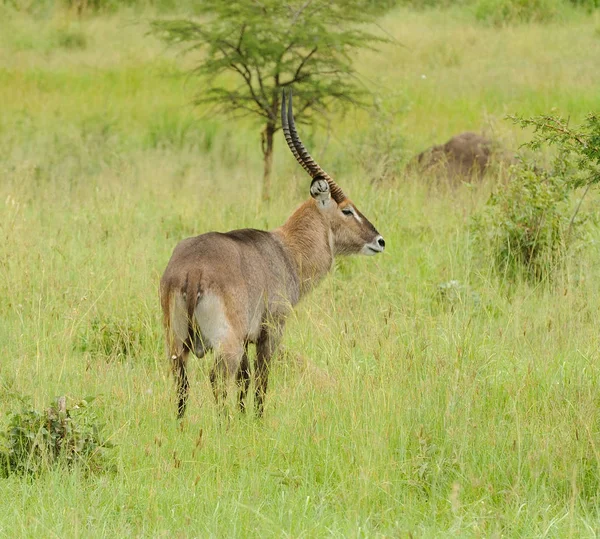 Tatlı Waterbuck Bilimsel Adı Kobus Ellipsiprymnus Veya Swaheli Kuru Serengeti — Stok fotoğraf