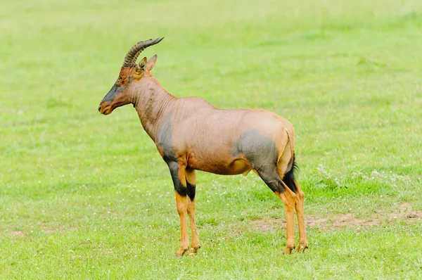 Closeup Topi Scientific Name Damaliscus Lunatus Jimela Nyamera Swaheli Image — Stock Photo, Image