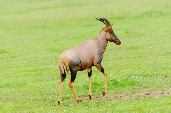 Topi closeup (bilimsel adı: Damaliscus lunatus jimela ya da Swaheli 