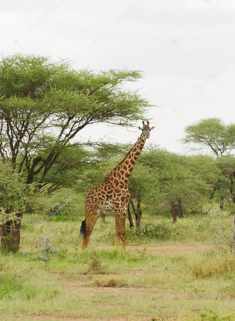 Male Masai Giraffe (scientific name: Giraffa camelopardalis tippelskirchi or 