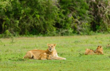 Yavrularını uyku ile dişi aslan (bilimsel adı: Panthera leo veya Swaheli 