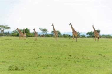 Masai closeup zürafa (bilimsel adı: zürafa zürafa tippelskirchi ya da Swaheli 