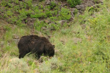 siyah ayı yellowstone Milli Parkı