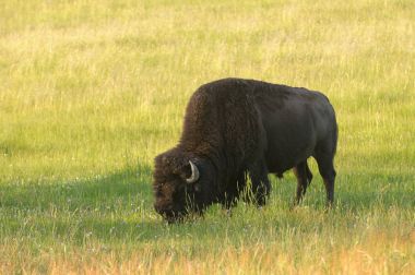 Yellowstone Ulusal Parkı 'nda Amerikan Bizonu