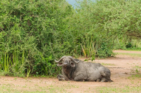 Gros Plan Buffalo Nom Scientifique Syncerus Caffer Nyati Mbogo Swaheli — Photo