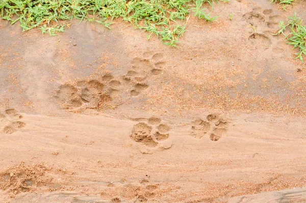 African Lion Tracks Mud — Stock Photo, Image