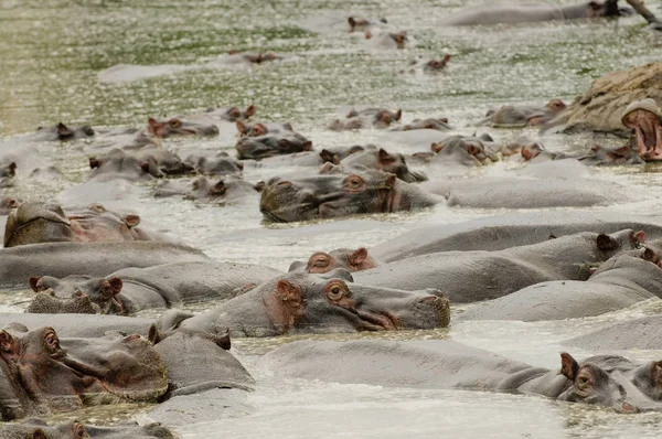 Ιπποπόταμος Επιστημονική Ονομασία Amphibius Hippopotamus Kiboko Στο Swaheli Εθνικό Πάρκο — Φωτογραφία Αρχείου