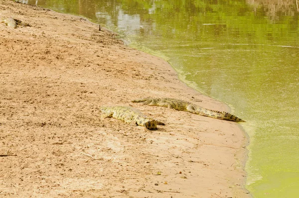Nile Crocodile Научное Название Crocodylus Niloticus Mamba Суахели Национальном Парке — стоковое фото