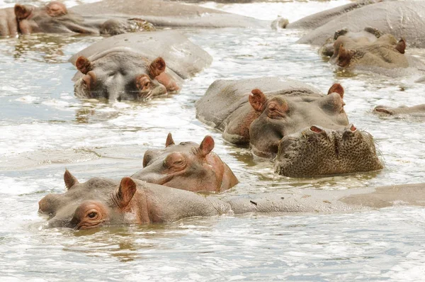 Gros Plan Hippopotame Nom Scientifique Hippopotame Amphibie Kiboko Swaheli Image — Photo