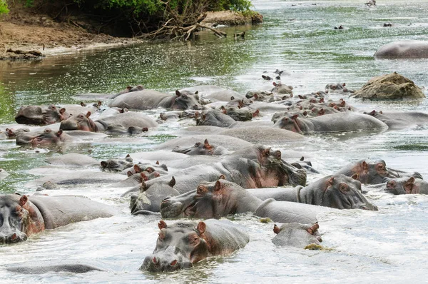 Nijlpaard Wetenschappelijke Naam Nijlpaard Amphibius Kiboko Swaheli Foto Genomen Safari — Stockfoto
