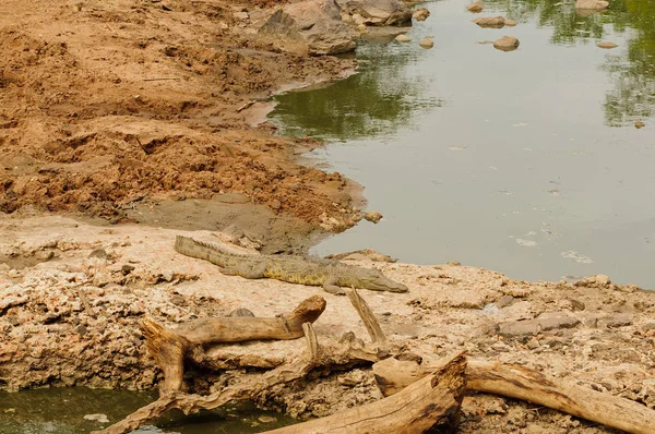 Nílusi Krokodil Tudományos Neve Crocodylus Niloticus Vagy Mamba Swaheli Ban — Stock Fotó