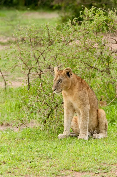 Крупный План Гордости Льва Научное Название Panthera Leo Симба Суахели — стоковое фото