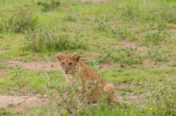 Primer Plano Cachorro León Nombre Científico Panthera Leo Simba Swaheli —  Fotos de Stock