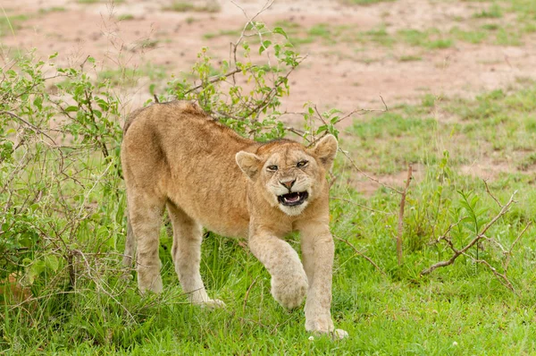 Closeup Lion Cub Scientific Name Panthera Leo Simba Swaheli Image — Stock Photo, Image