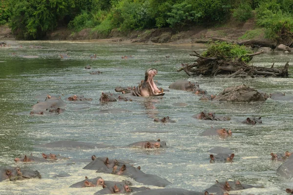 Close Van Hippopotamus Wetenschappelijke Naam Nijlpaard Amphibius Kiboko Swaheli Foto — Stockfoto