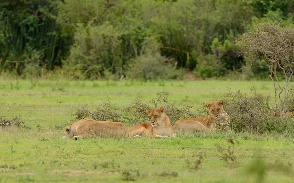 Гордость Льва Отдыхает Научное Название Panthera Leo Симба Суахели Сафари — стоковое фото