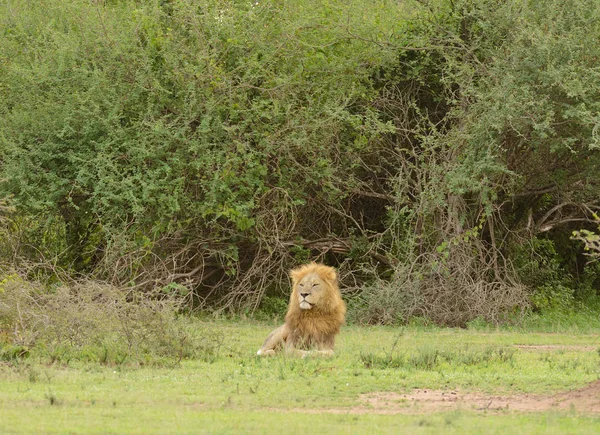 Muž Lev Odpočívat Vědecký Název Panthera Leo Nebo Simba Swaheli — Stock fotografie