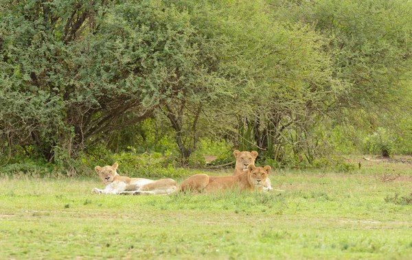 狮傲休息 科学名称 虎狮子座 Swaheli Serengetinational 坦桑尼亚拍摄的狩猎照片 — 图库照片