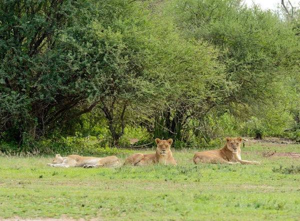 Крупный План Львиного Детёныша Научное Название Panthera Leo Симба Суахели — стоковое фото