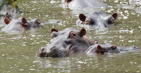 Close Van Hippopotamus Wetenschappelijke Naam Nijlpaard Amphibius Kiboko Swaheli Foto — Stockfoto