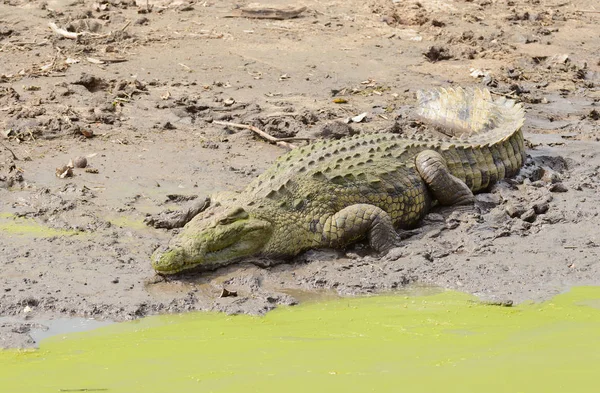 Nile Crocodile Научное Название Crocodylus Niloticus Mamba Суахели Серенгети Тарангире — стоковое фото