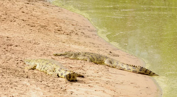 Pair Nile Crocodiles Resting Riverbank Namibian Savanna Stock Photo by