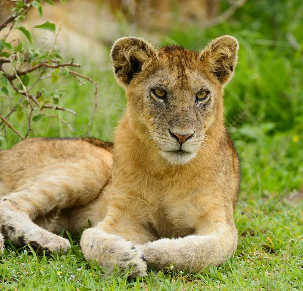 Closeup Lion Cub Rain Scientific Name Panthera Leo Simba Swaheli — Stock Photo, Image