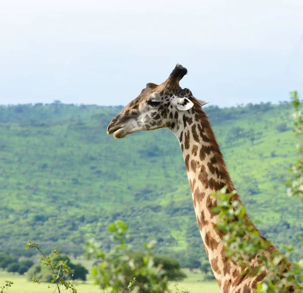 マサイ族キリンのクローズ アップ キリン属きりん座 Tippelskirchi または Swaheli トゥイガ タンザニアのセレンゲティ国立公園に位置するサファリで撮影した画像 — ストック写真