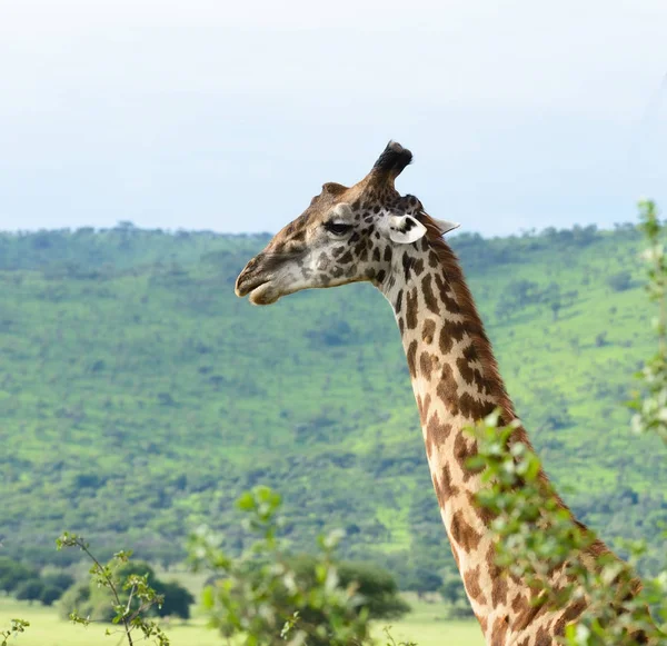 Primo Piano Masai Giraffa Nome Scientifico Giraffa Camelopardalis Tippelskirchi Twiga — Foto Stock