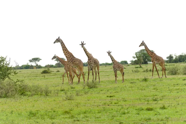 Közelkép Maszáj Zsiráf Tudományos Neve Giraffa Camelopardalis Tippelskirchi Vagy Twiga — Stock Fotó
