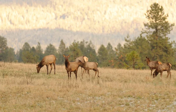 Stado Krów Łosi Kobiece Cervus Canadensis Ziemi Uprawnej Waszyngtonie — Zdjęcie stockowe