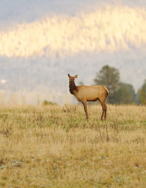 Kobiece Elk Cervus Canadensis Pola Uprawne Pobliżu Lotniska Spokane — Zdjęcie stockowe