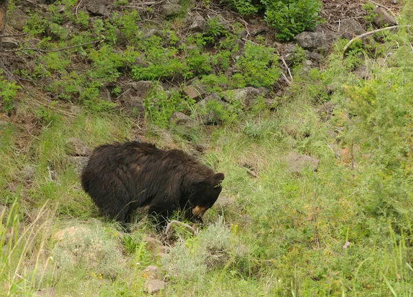 Urso Negro Parque Nacional Yellowstone — Fotografia de Stock
