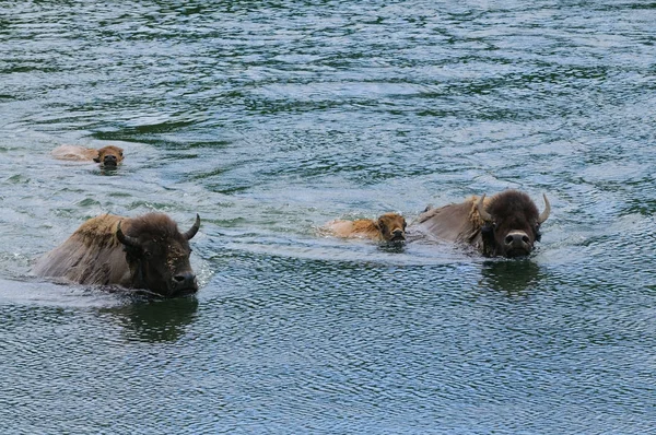 Buffalo Che Nuota Attraverso Fiume Yellowstone Nel Parco Nazionale Yellowstone — Foto Stock