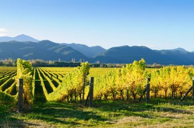 Vineyard marlborough İlçesi, Yeni Zelanda'da gün batımında
