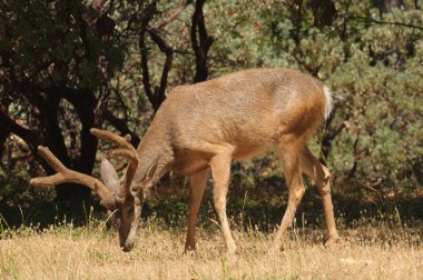 Kaliforniyalı siyah-kuyruk buck besleme