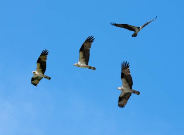 Osprey grup mavi gökyüzü karşı