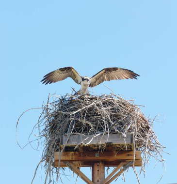 Bir aslan yavrusu closeup (bilimsel adı: Panthera leo veya Swaheli 