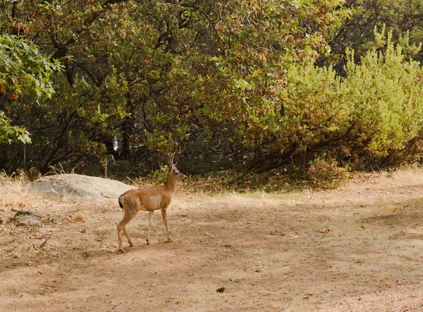 天鹅绒中的年轻雄性黑尾鹿 — 图库照片