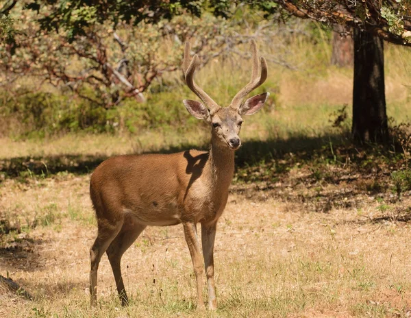 Black-tailed buck — Stock Photo, Image