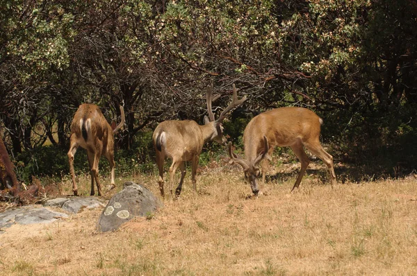 Group of black-tailed bucks — Stock Photo, Image