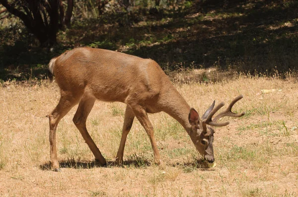 Colombiaanse Black Tailed Buck Voeding — Stockfoto