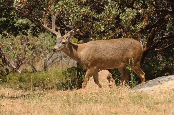 Buck Dalla Coda Nera Con Corna Rotte Mentre Ancora Velluto — Foto Stock