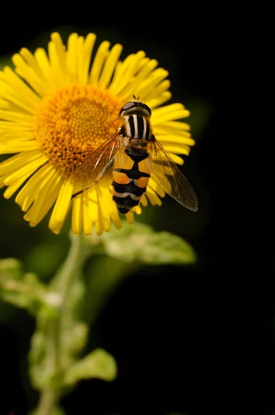 Közeli Kép Méh Beporzó Egy Sárga Virág — Stock Fotó